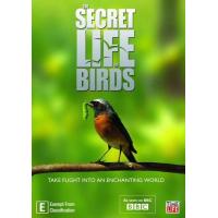 BD25G BBC鸟类的秘密生活